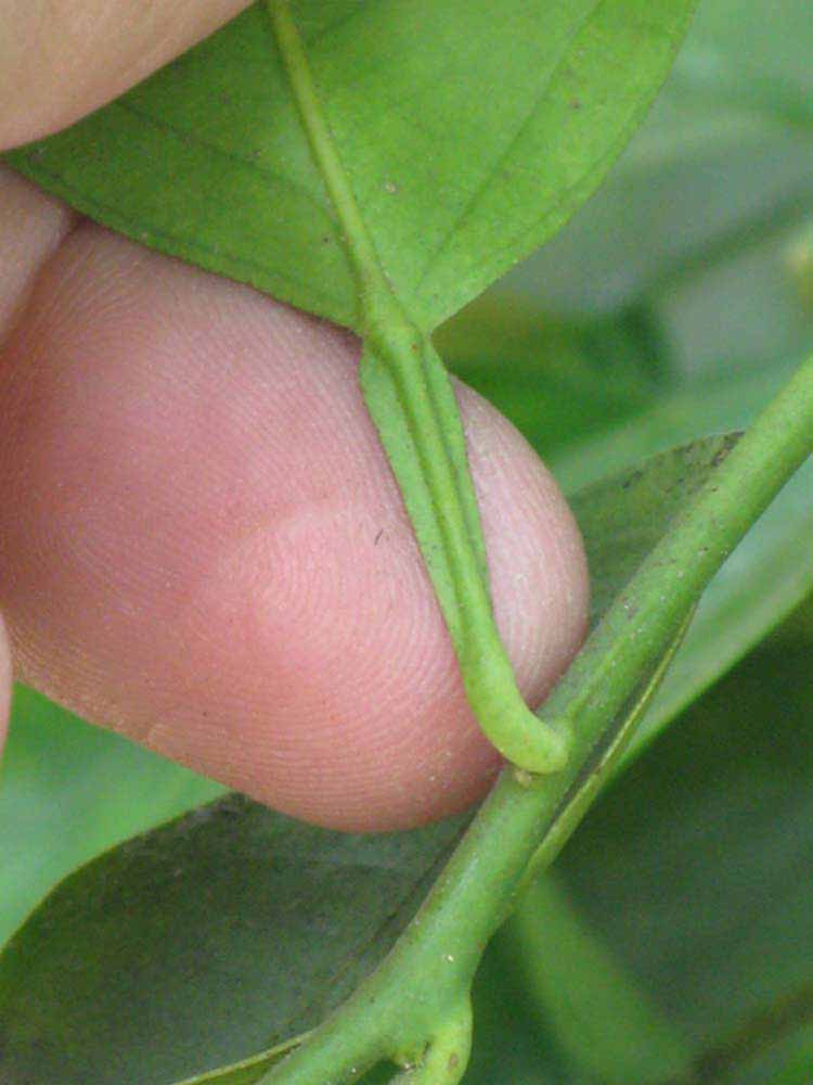              Petiole (Riverside, CA)       